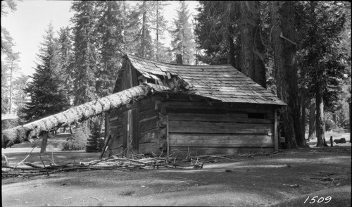 Frontcountry Cabins and Structures, Hazard Trees, Gamlin Cabin damaged by fallen tree