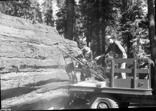 Giant Sequoia Sections, Cutting section for Giant Forest Museum