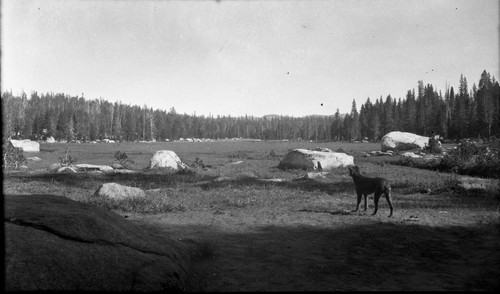 Subalpine Meadow Plant Community, Hockett Meadow