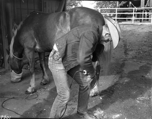 Training Activities, Stock Use, care of horses and pack stock, Jack and Troy Hall - NPS Indviduals