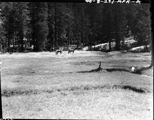 Meadow studies, Fallen Moon Meadow, permanent meadow photo plot study. Misc. Meadows