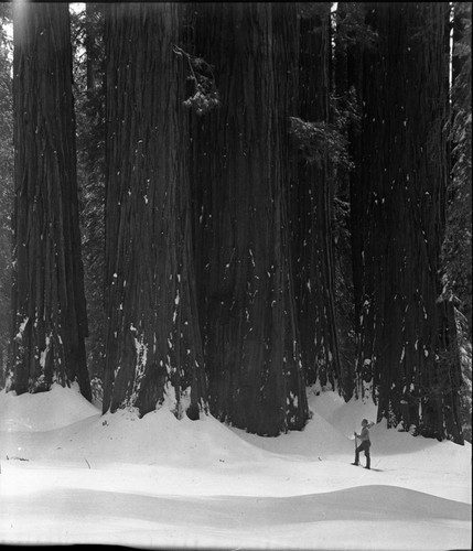 House Group, Giant Sequoia Winter Scenes, Skiing, House Group in snow