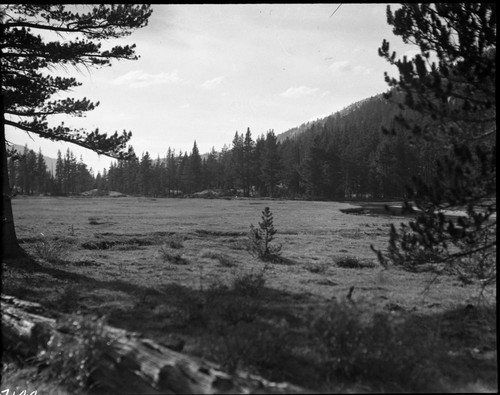 Meadow studies, McClure Meadow showing practically untouched forage