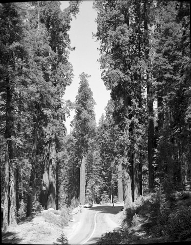 Giant Sequoias, Generals Highway, Lost Grove