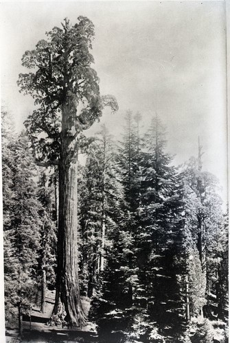 General Grant Tree