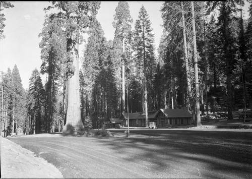 Giant Forest Village, Concessioner Facilities, Sentinel Tree