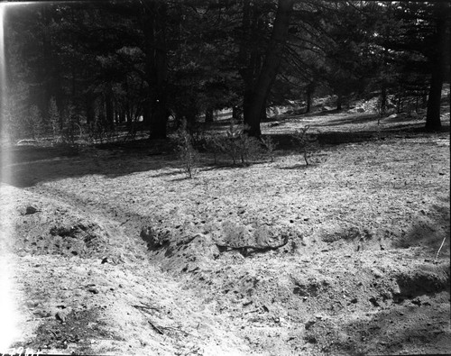 Meadow Studies, by contrast to 07957 the usual bare granite soil beneath the forest under-story. Field notebook pg 1122