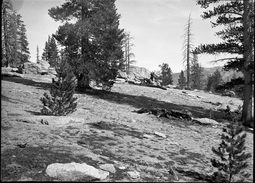 typical hillsides of granitic rubble and sand on Bear Mountain near Ellis meadow. Lodgepole Pine Forest Plant Community