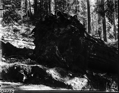 Giant Sequoia Sections, cutting section for San Diego Exposition