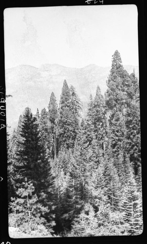 Giant Sequoia