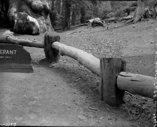 Robert Zink. Grant Grove. KCNP, 580606. Building and Utilities, Railing at Grant Tree