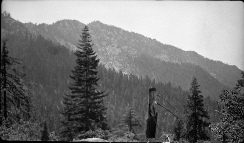Giant Sequoias. 7200' Type Map