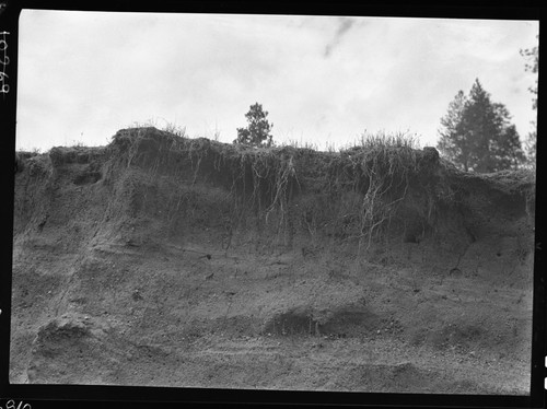 Meadow studies, grass roots in top of banks, six to ten feet long reaching. remarks: Figure 132 Armstrong Report