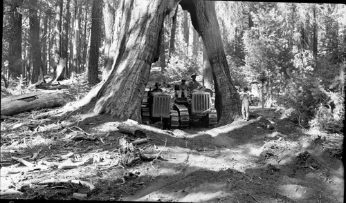 Miscellaneous Named Giant Sequoias, two tractors under Wishbone Tree