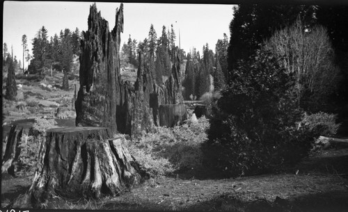 Logging, Comstock Mill, Stump " The 7 Sisters" Cathedral Stump with 5 around it, circumference of group 203', view from south