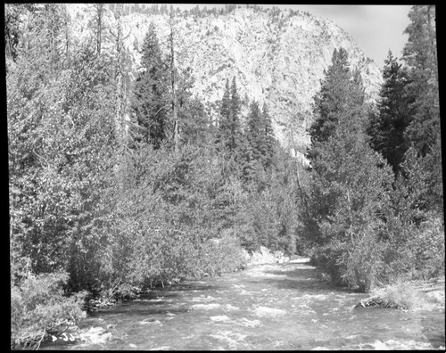 Riparian Woodland Plant Community, Misc. Plant Communities, Kern River at Chagoopa Bridge