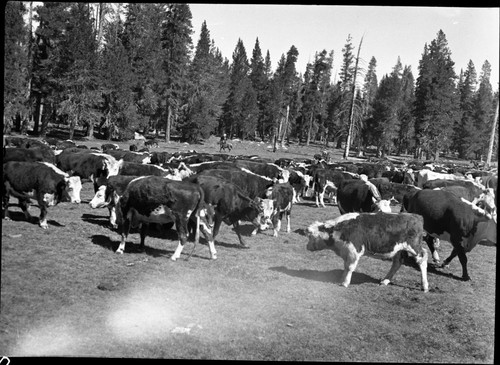 Grazing, Meadow studies, roundup at Rowell, Lackey's gathering, Misc. meadows, light leak