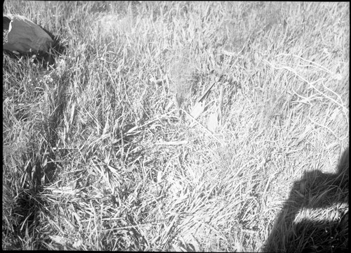 Meadow studies, 1 ft. sq. plot in center of meadow. Nebraska sedge mostly