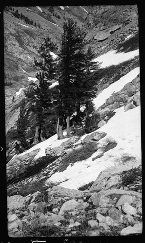 Subalpine Forest Plant community, 1 1/2 mile west of Black Rock Pass. 10,000' Type Map