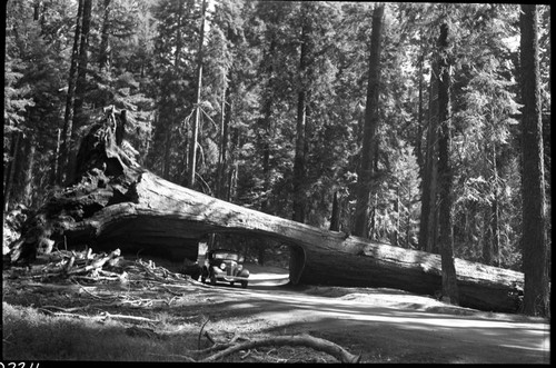 Tunnel Log, old vehicles through log. Vehicular Use