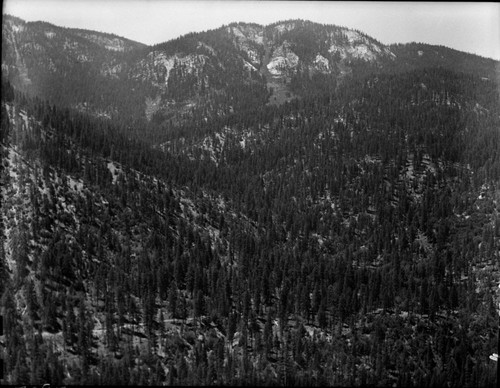 Meadow studies, Sheep Creek drainage, Mixed Coniferous Forest Plant Community