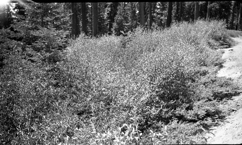 Research Plots, Deer, contrasting abundant growth inside experimental plot with that badly overbrowsed Prunus and Ceanothus on the outside