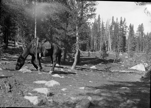 Meadow studies, Misc. Meadows, stock use, no feed, ground washing and sod broken. remarks: left panel of 2 negative panorama, Fig 47A Armstrong Report