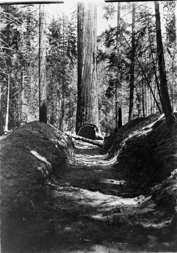 Logging, notched sequoia ready to be felled