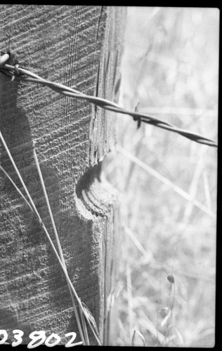 Three Rivers area, Logging, Marks in fence post left by auger used in spliting sequoias into posts