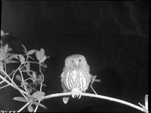 Owls, Northern Pygmy Owl. Hit by car, broken wing and dysfunction in right eye