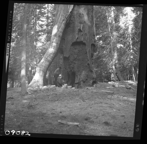 Hazard Trees, Hazardous Sequoia