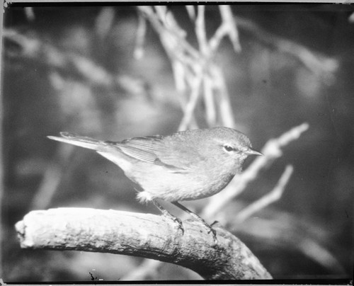 Misc. Birds. Orange-crowned Warbler