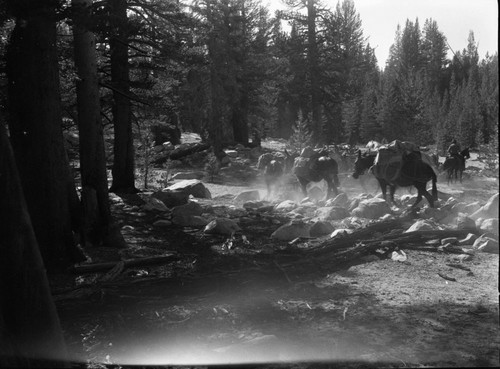 Stock use, string of mules on Sierra Club trip. Sierra Club Backountry Trips