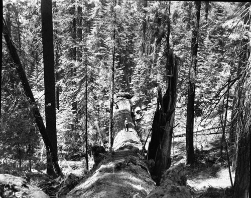 Fallen Giant Sequoias, Fallen sequoia across Cognress Trail