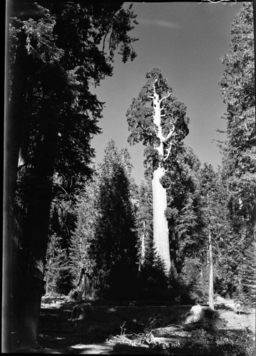 General Grant Tree, full view