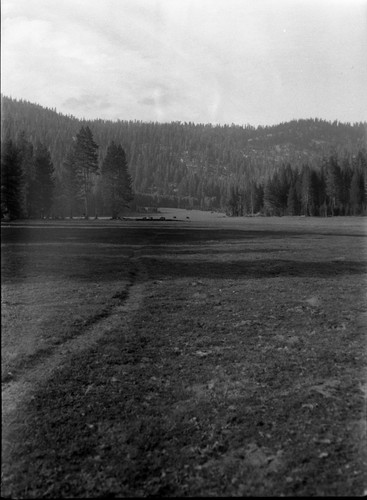 Meadow studies, lower end looking towards Sentinel Ridge, Remarks: Figure 181 in Armstrong Report