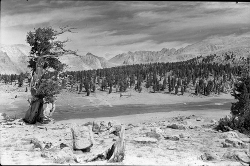 Misc. Meadows, Foxtail Pine, Subalpine Forest Plant Community, Siberian Outpost looking toward Rock Cr. Basin