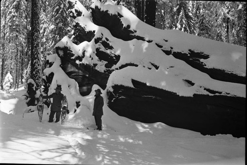 Fallen Giant Sequoias, Puzzle Corner Tree. Ford Spiegelmyre on right