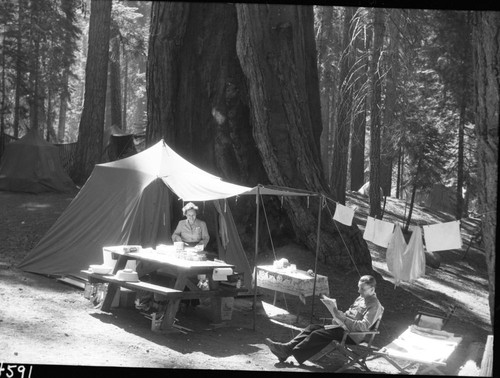 Camping, Umbrella Tent Camp in Firwood, Mr. and Mrs. Elton Hamilton 3305 Wilshire Blvd, Los Angeles 5. Calif