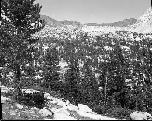 Misc. Basins, Upper Basin, looking toward Split Mountain. Lodgepole Pine Forest Plant Community