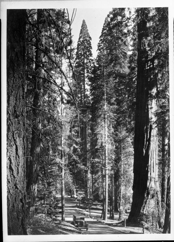 Giant Sequoia, Road to Sunset Rock near Round Meadow, roads, vehicular use