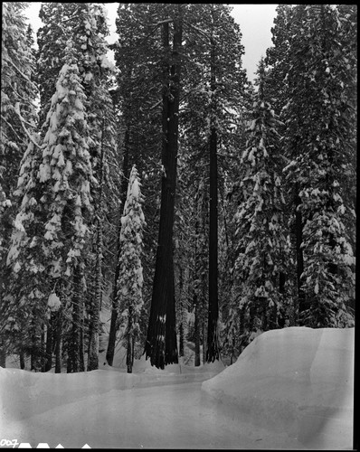 Winter Scenes, Giant Forest area