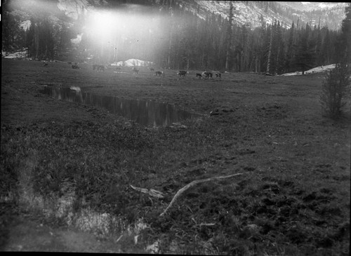 Meadow studies, grazing, 32 head of cows waiting for feed to grow. Even the water grass is eaten off the top of the water and pond. remarks: Figure 48 Armstrong Report