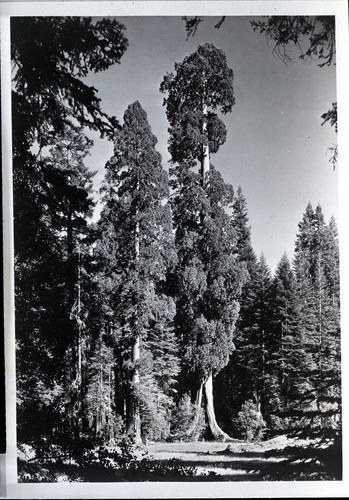 Giant Sequoia, Crescent Meadow