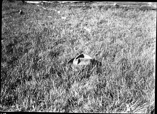 Meadow studies, wetter places in good conditions, not too heavily used. Grasses 21/2 to 4 inches tall