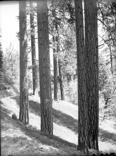 Ponderosa Pine, Mixed Coniferous Forest Plant Community