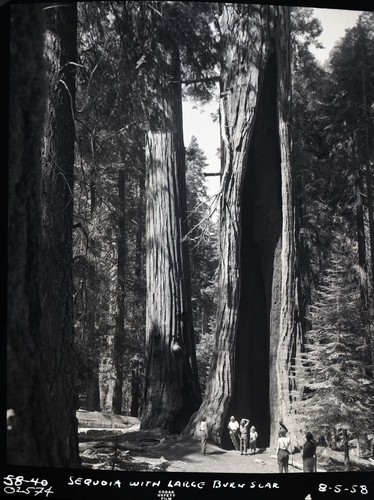 Miscellaneous Named Sequoias, Burned Chamber, on the Congress Trail