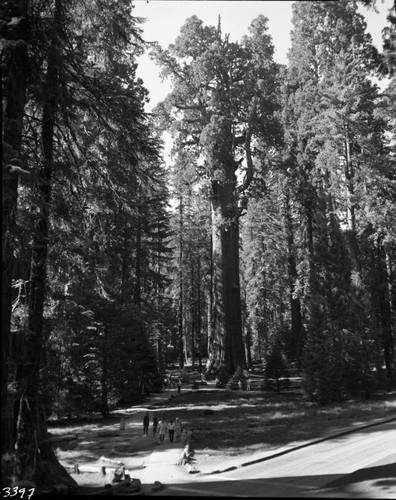 General Sherman Tree, full