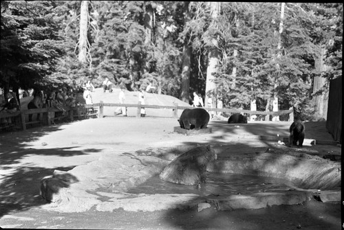 Bears and Bear Damage, Bears at incinerator, Bear Hill