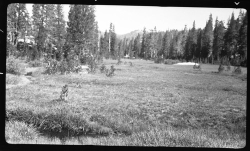 Meadow studies, Plot #645. Lodgepole encroachment. 8300